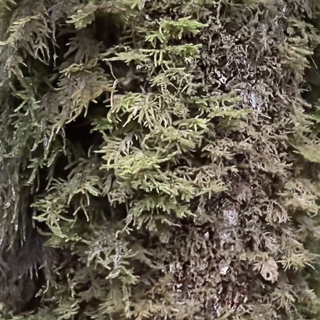 Moss